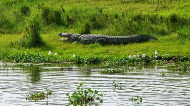Chitwan National Park