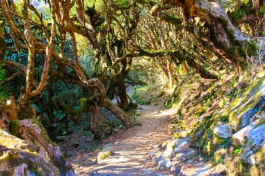 Trek from Namche Bazaar to Tengboche 4