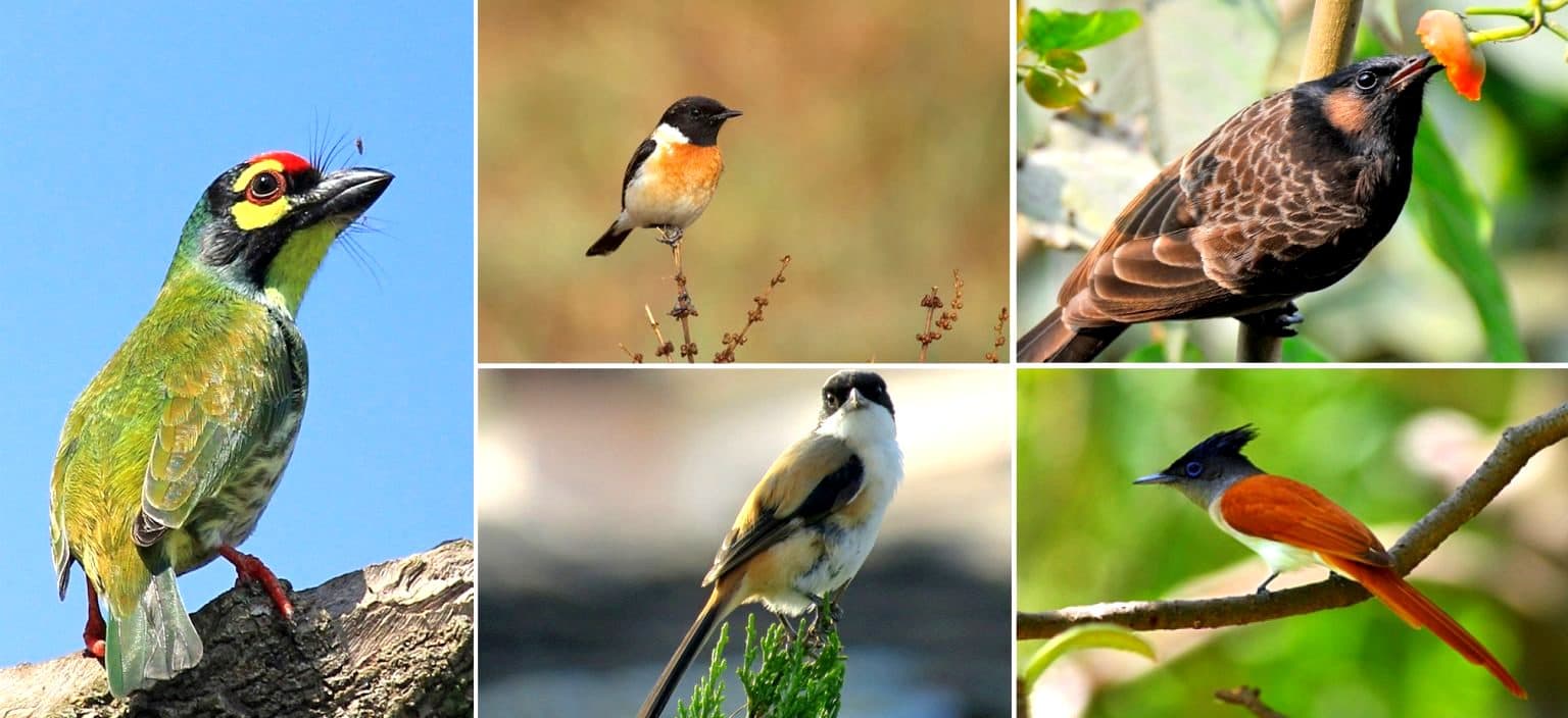 Bird Watching in Nepal