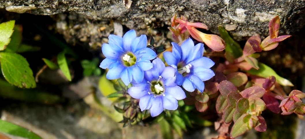 Incredible Flora and Fauna of Nepal