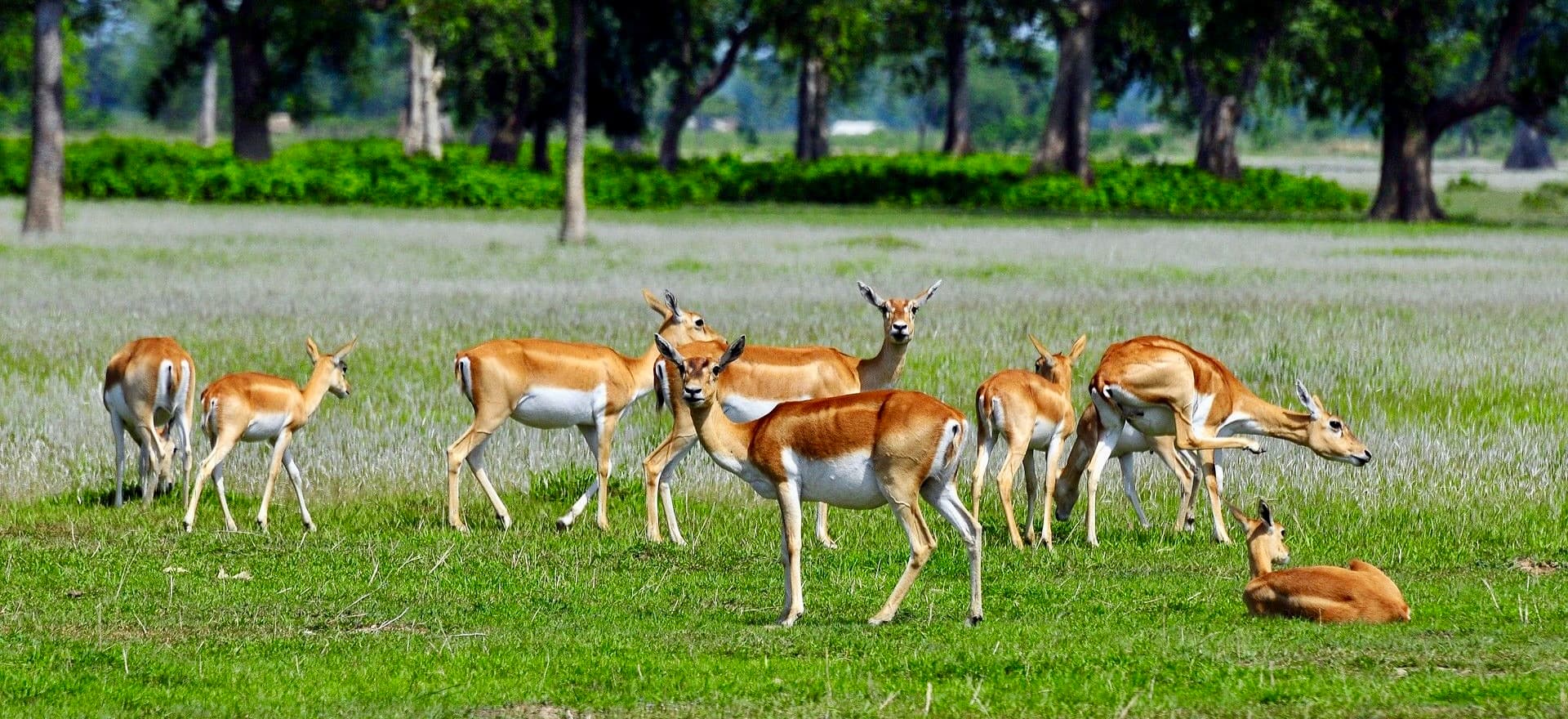 National Parks in Nepal