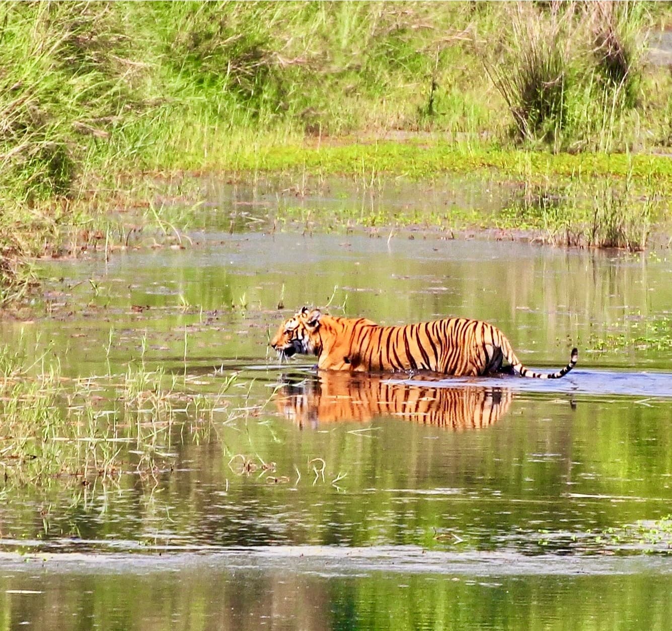 Bardia National Park Jungle Safari - 4 Days