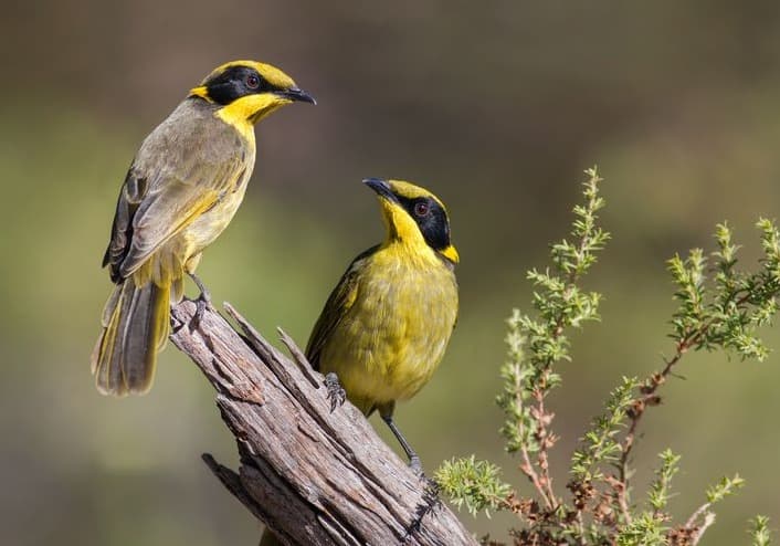 Bird Watching in Nepal