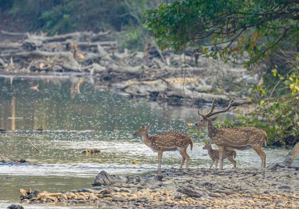 Incredible Flora and Fauna of Nepal