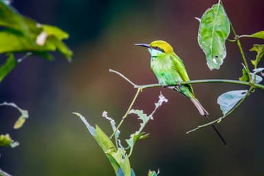 Bardiya National Park 1