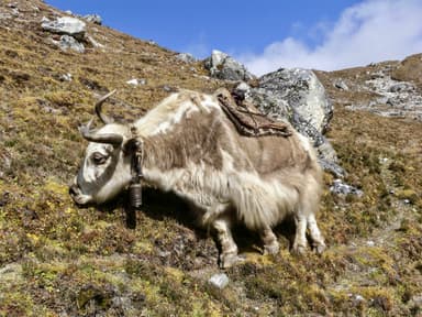 Trek from Langtang Village to Kyanjin Gompa 5