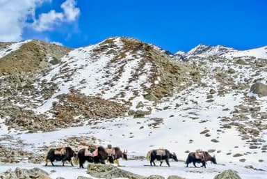 Langtang Village to Kyanjin Gompa 8