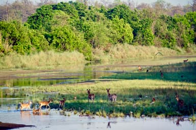 Bardiya National Park 4