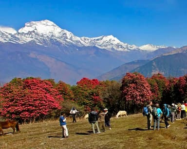 Trek from Ghorepani to Tadapani 3
