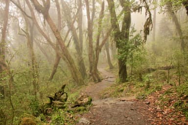 Trek from Ghorepani to Tadapani 1