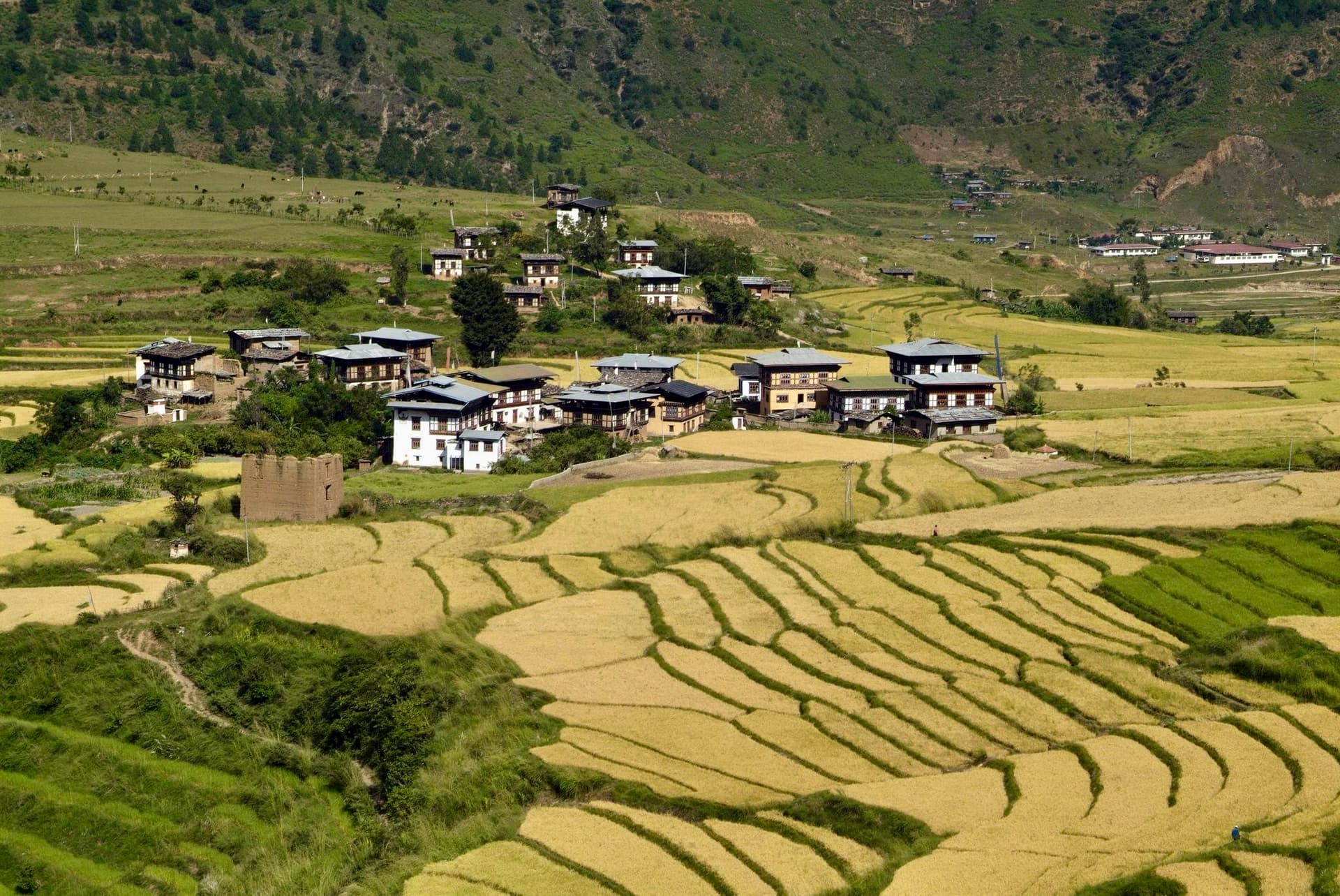 Drive from Thimphu to Punakha via Dochula Pass 5