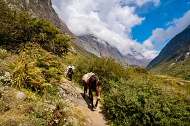 Lama Hotel to Langtang Village