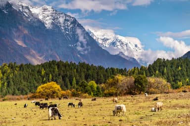 Lama Hotel to Langtang Village 5