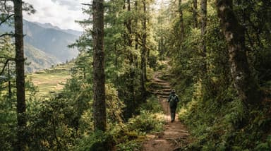 Hiking trail through pine forest Gynekha