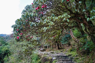 Trek from Ghorepani to Tadapani 2