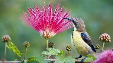 Bardiya National Park 5