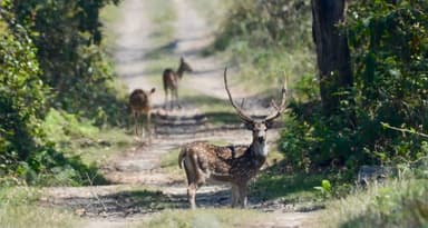 Bardiya National Park Safari