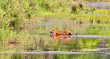 Bardiya national Park safari
