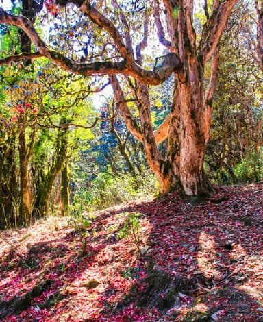 Landruk to Majgaon 3