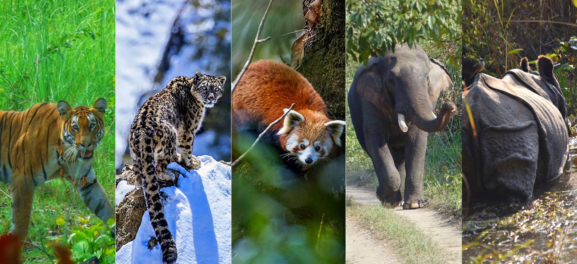 Nepal’s Wildlife on Trek: The Best Routes for Animal Spotting