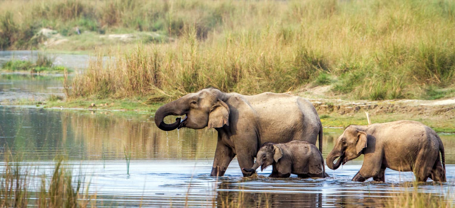Chitwan National Park-The Unlimited Wilderness