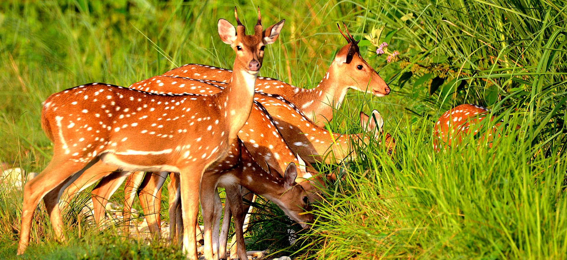 The Nepal Bucket List: Unmissable Experiences