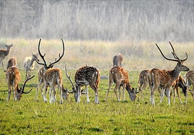 Protected Areas: Conservation Area, Wildlife reservation and Hunting Zone in Nepal