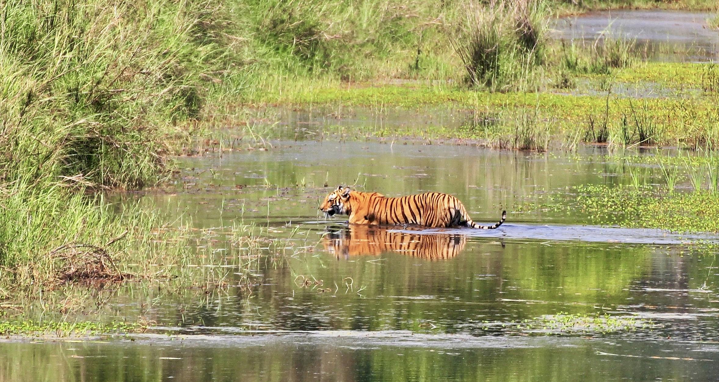 Bardiya National Park Safari