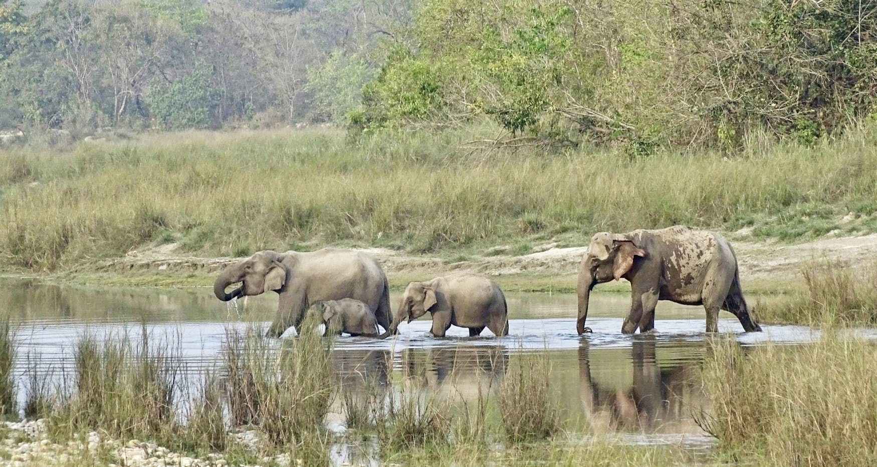 Bardiya National Park Safari