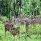 Bardia National Park safari